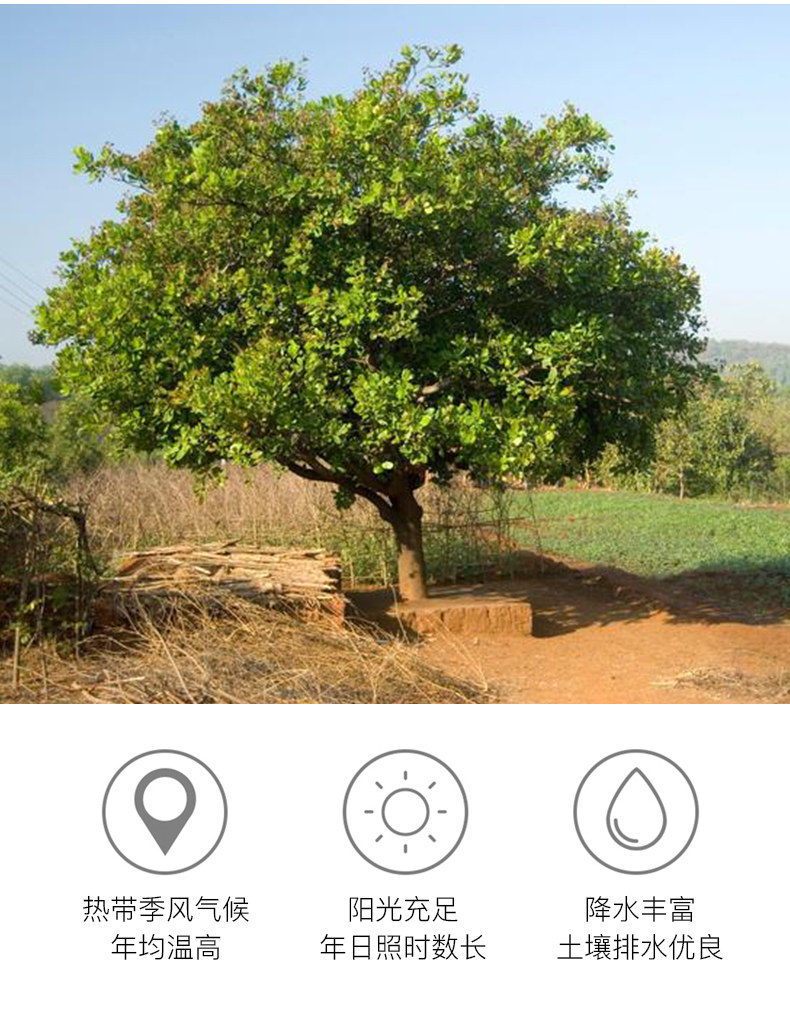 Подробная информация о сжигании углерода кешью_04.jpg