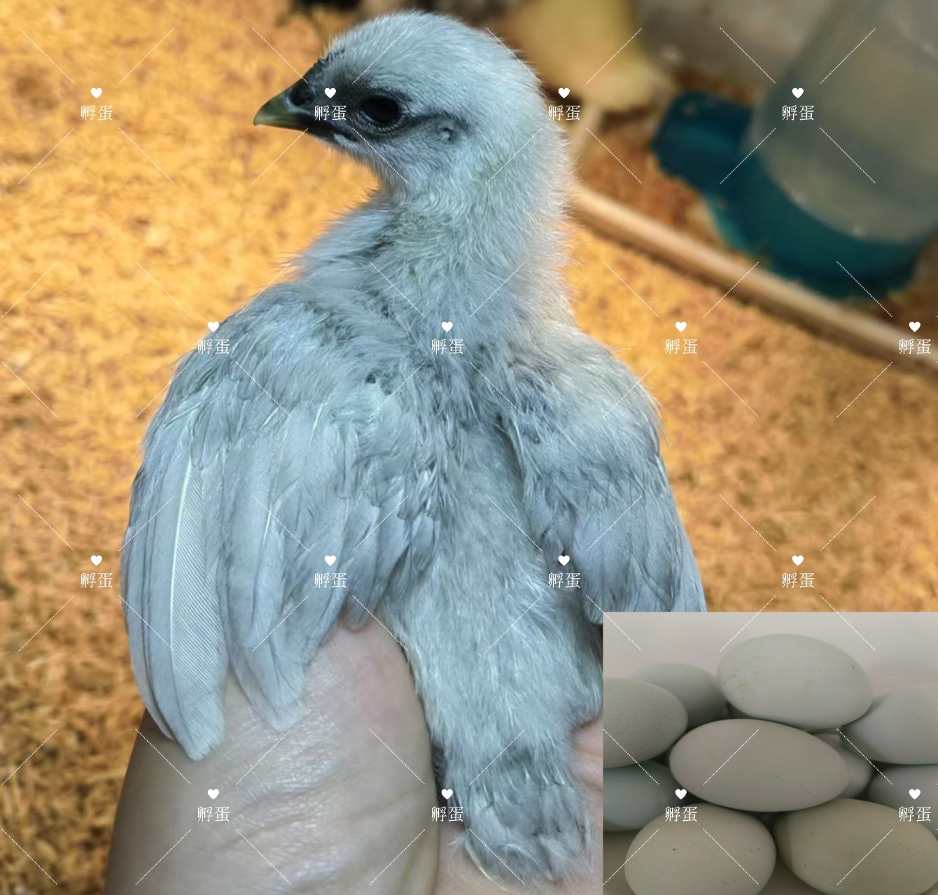 鸡蛋界的“绿宝石”!瓦灰鸡绿壳鸡蛋孵小鸡,顺丰到家 🐣 -宠物鸡-淘宝好物网