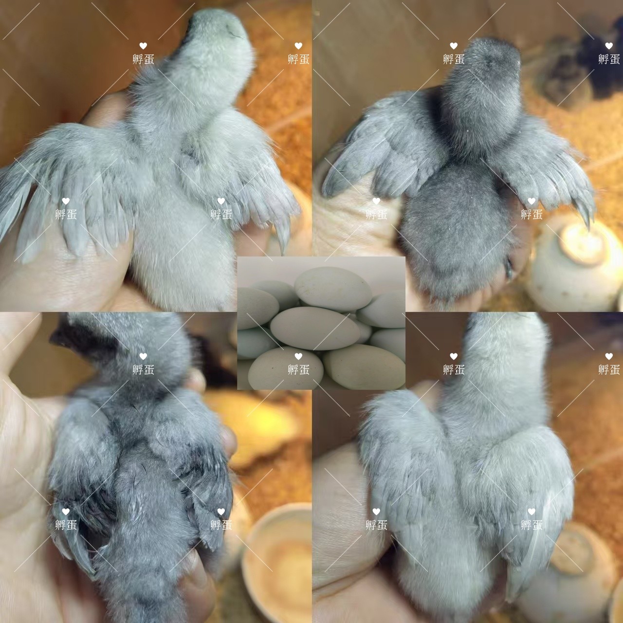 鸡蛋界的“绿宝石”!瓦灰鸡绿壳鸡蛋孵小鸡,顺丰到家 🐣 -宠物鸡-淘宝好物网