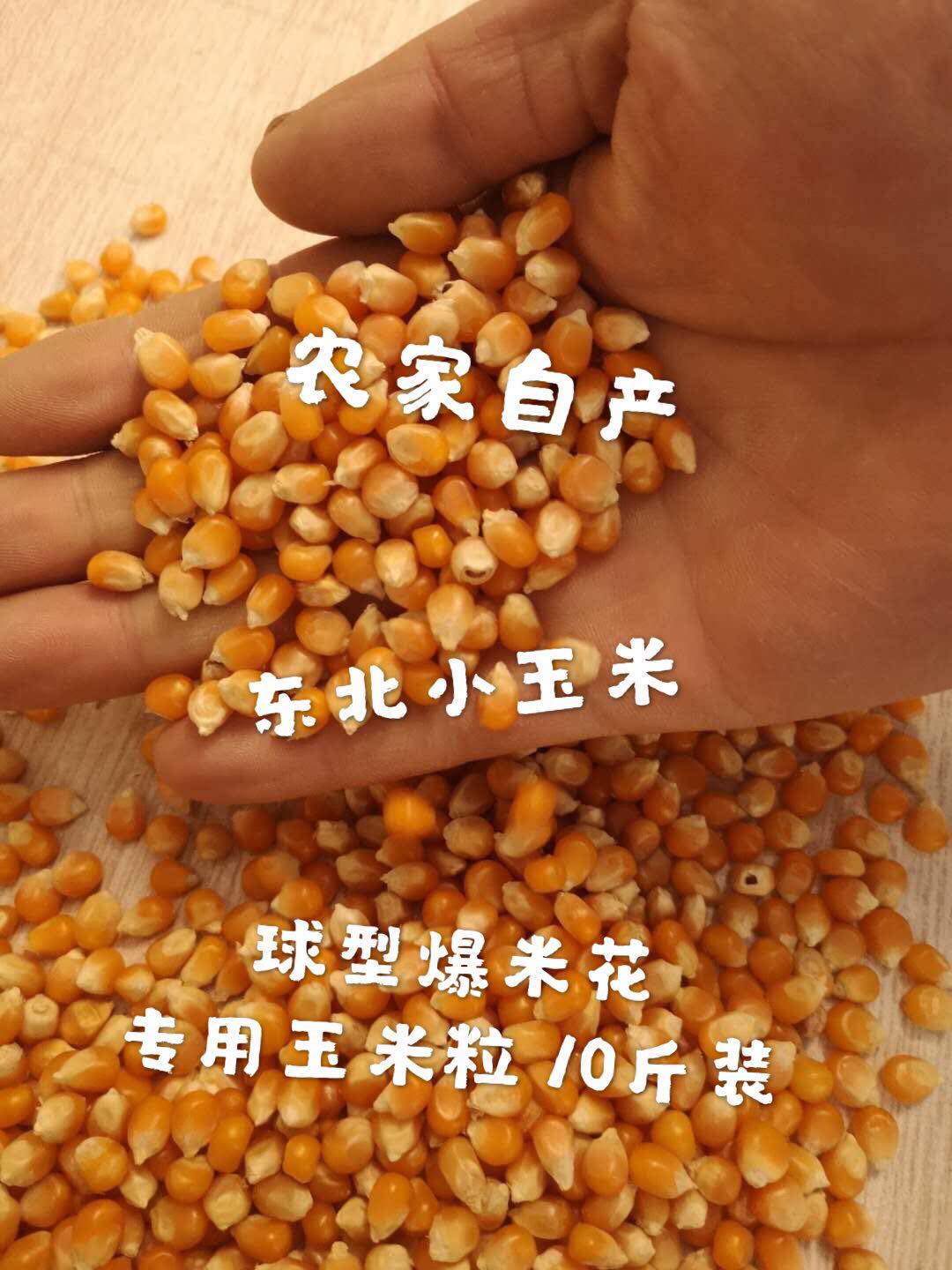 10 Jin new goods spherical popping small Corn Popcorn Popcorn special small corn corn Bud raw material