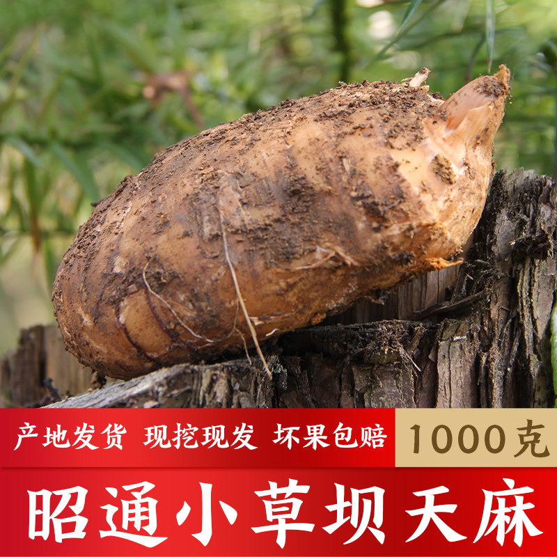 顺丰直发!云南昭通天麻小草坝现挖生乌天麻,养生界顶流真的太香了!-天麻-淘宝好物网