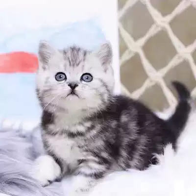 US short cat, kitten, small cat, small cat, short and White Tiger spot mark, American short-haired cat, dwarf cheese pet cat