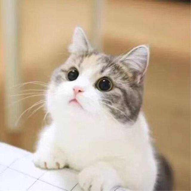 璇乐乐萌宠
