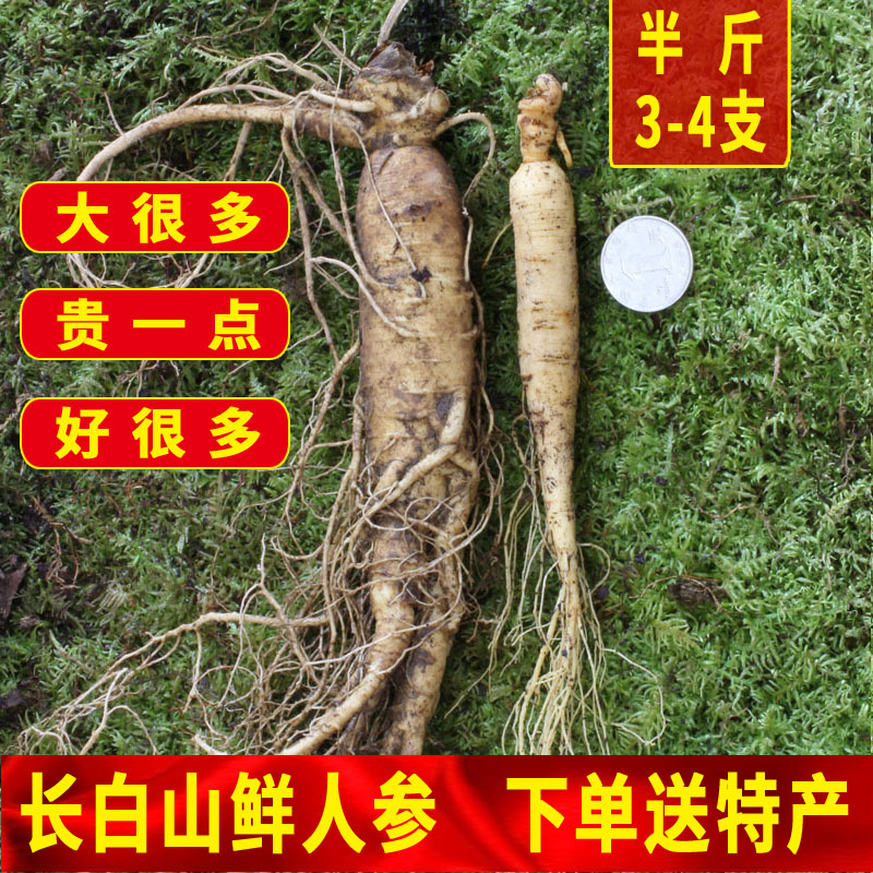 Fresh Ginseng Changbai Mountain Fresh Ginseng Northeast Jilin Ginseng Fresh Ginseng 250g