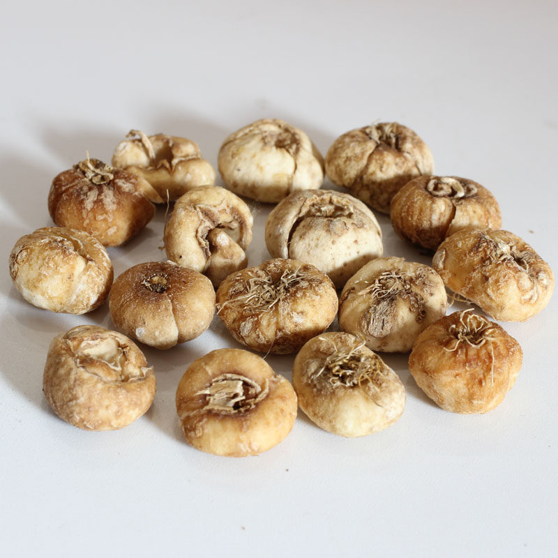 Changbai Mountain Wild Chuan Fritillaria Chuan Fritillaria 100g Wild Hirachuan Fritillaria Sulphur-free Fumigation Chuan Fritillaria Sydney Chuan Fritillary