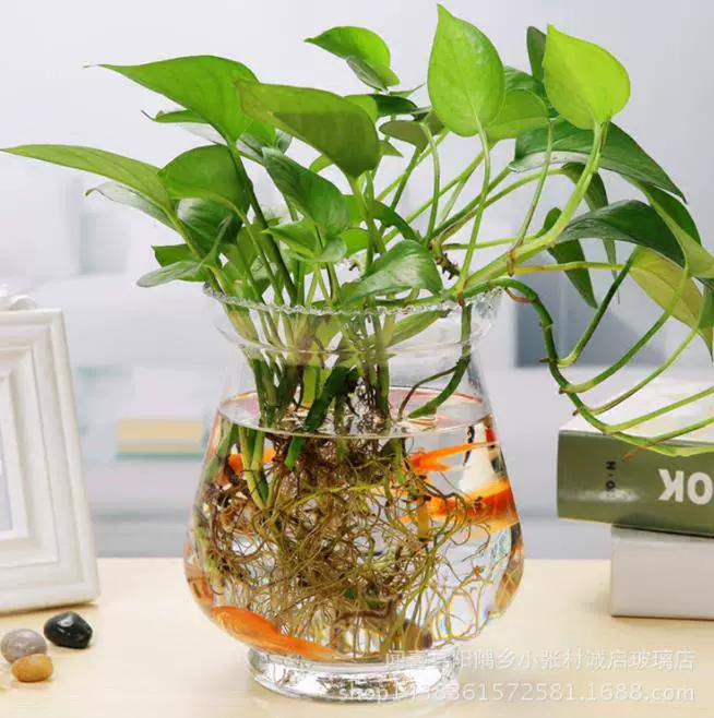 Bình hoa chậu gửi hộ đơn giản đồ dùng hồ cá nhỏ trong suốt giỏ trồng cây cọ trắng nuôi nước thủy canh cây phú quý - Vase / Bồn hoa & Kệ