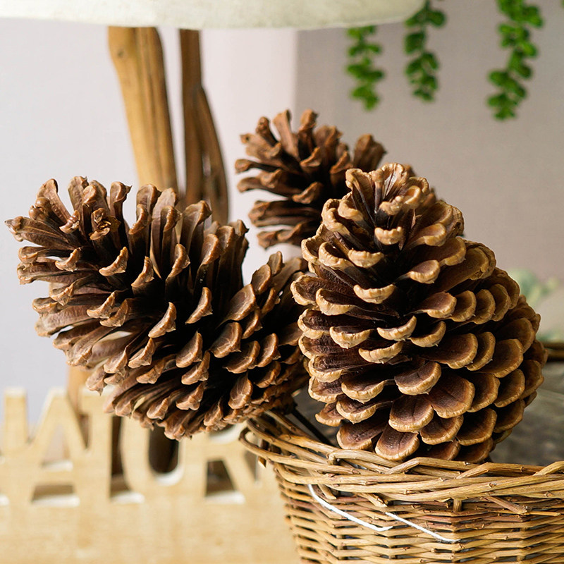 Large natural pointed pine nut dried flower dry branch home flower arrangement material natural pine nut fruit pine cone decorative flower