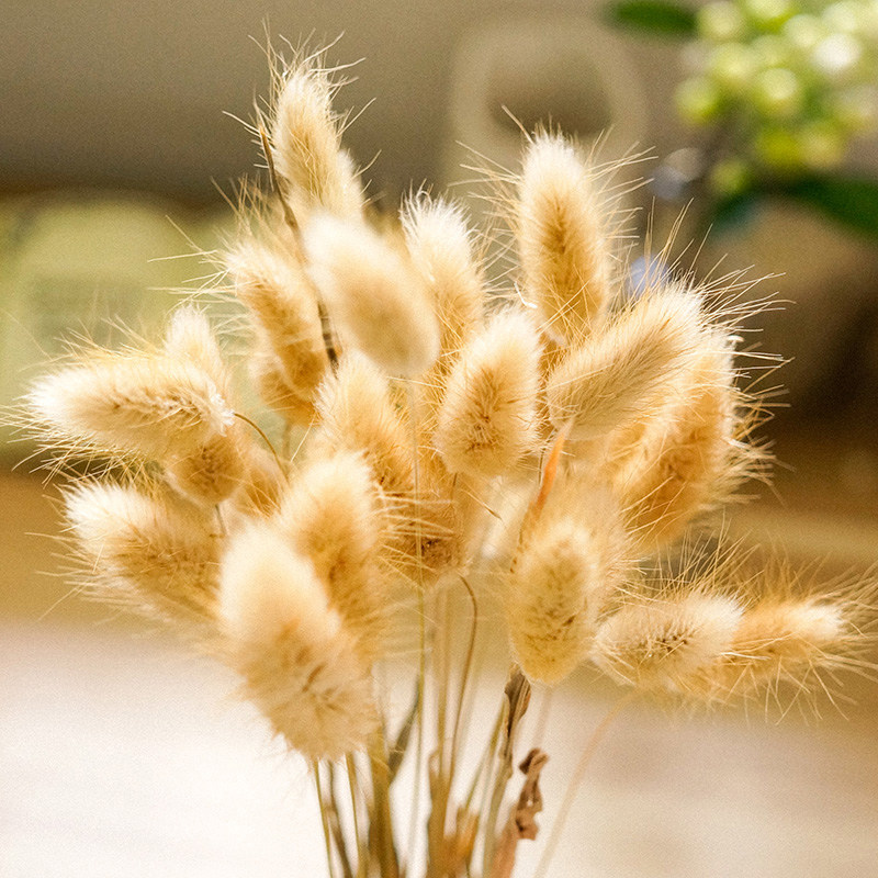 Natural Drying Flowers Real Flowers Dog Tail Grass Bouquet Village Fields Garden Style Vases Flower Arrangement Decoration Photo Photographic Props