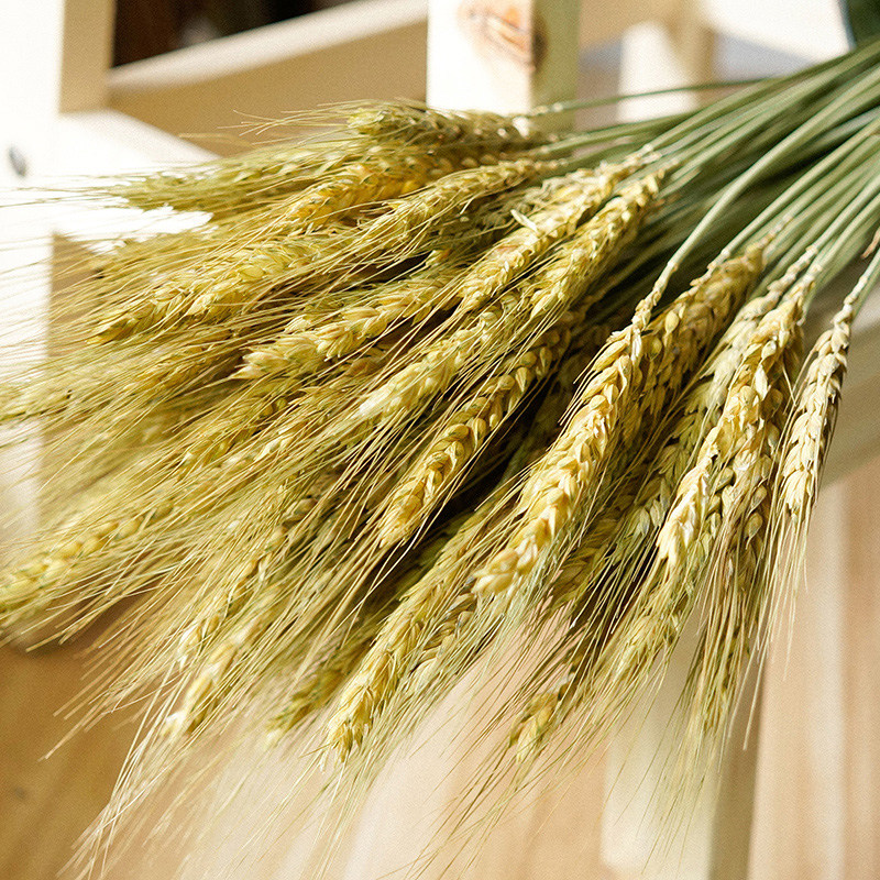 Wheat Ear Dry Flower Natural Wheat Dry Branches Air-dried Barley Wheat Seed Rod Fake Flowers Decorate Flowers Bouquet Of Flowers