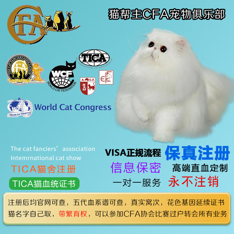 TICA pedigree certificate TICA cat certificate TICA certificate TICA Association Pet cat certificate