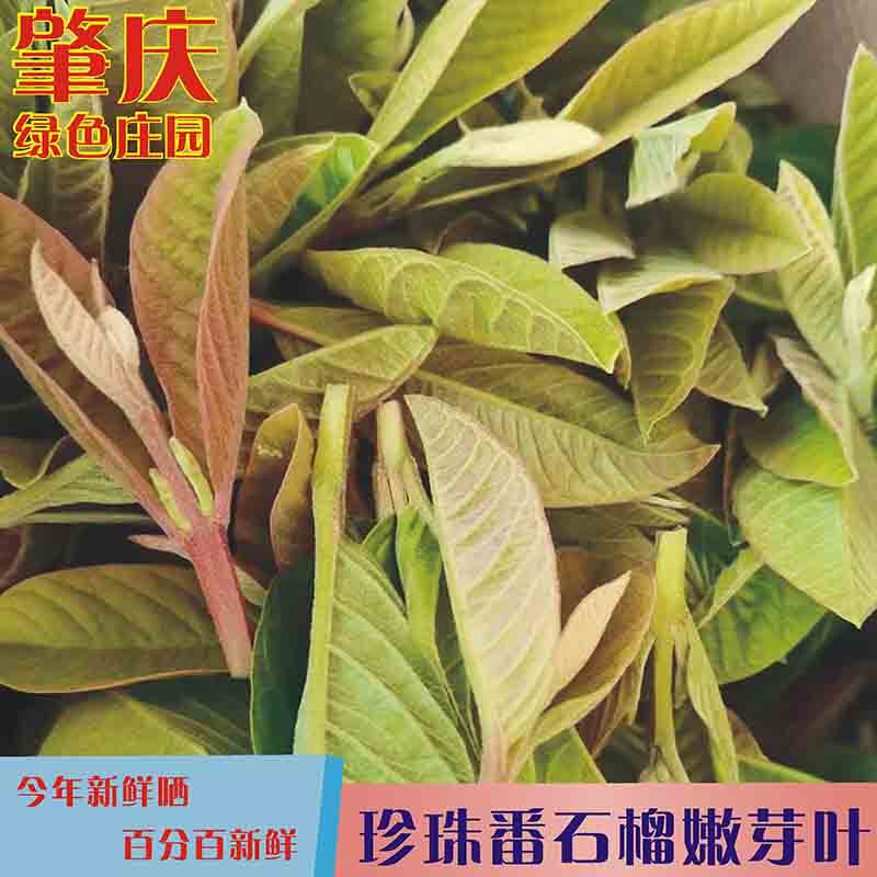 Zhaoqing Guava Bud Leaf Tea, Sun-Dried Without Sugar, Pearl Guava Leaves for Brewing Tea, Dried Goods, Health-Preserving Tea