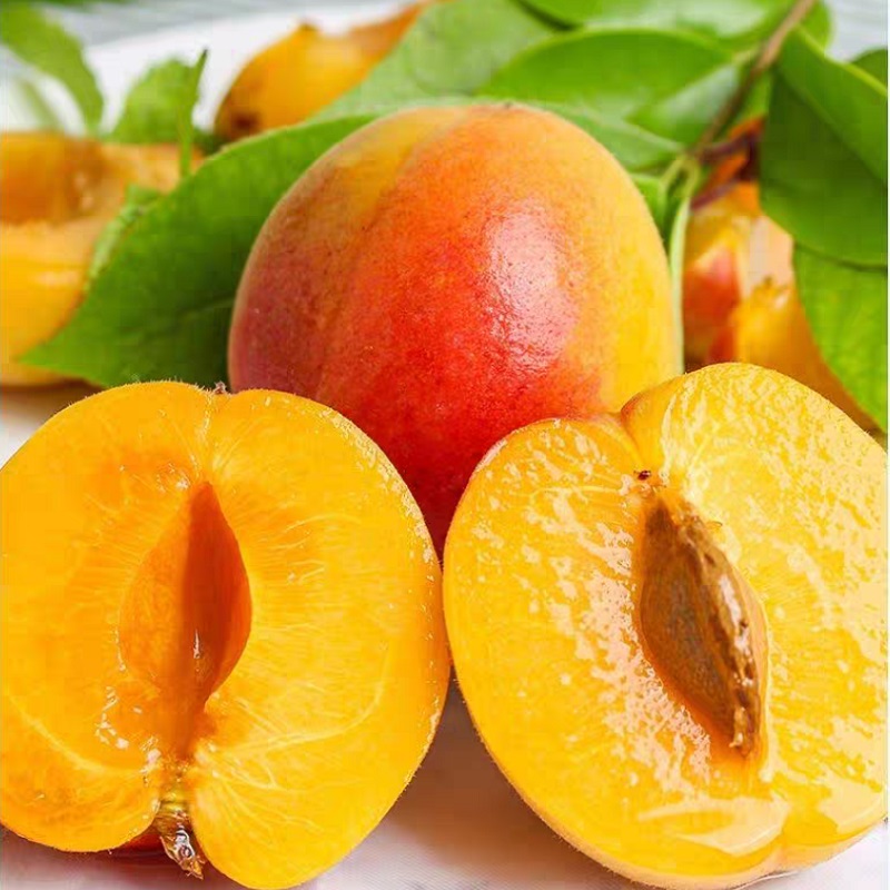 【现货现摘】新鲜大黄杏金太阳杏新鲜水果应季包邮一整箱多规格