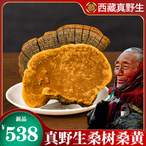 (a catty of 4 pieces) Tibetan wild mulberry yellow wild mulberry yellow lingzhi tea mulberry yellow powder half catty