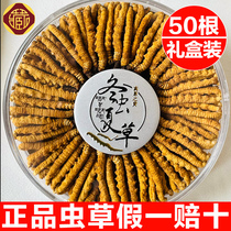 Caterpillar Fungus flagship store Caterpillar Fungus Caterpillar Fungus Dry Cargo Gift Boxes 1 gr 4 Root 10 gr Winter caterpillar Courtesy Kit