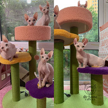 Can love young cat Cowl climbing Flowers Cat Climbing kitty Photo Divine Instrumental Cat Climbing swords Jumping Terrace Kitty Toys