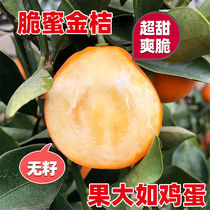 Rongan Big Fruit Crispy Honey Kumquat Fruit Tree Grafted Seedling Crispy Honey Kumquat with Fruit Cold-resistant North and South Potted Plants with Four Seasons Results