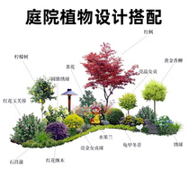 Red maple saplings shiny privet balls lollipops flower mirrors plant seedlings balcony villa courtyard potted plants for four seasons.