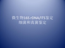 Strain identification Strain identification Microbial identification 16S rDNA ITS identification Bacterial and fungal identification