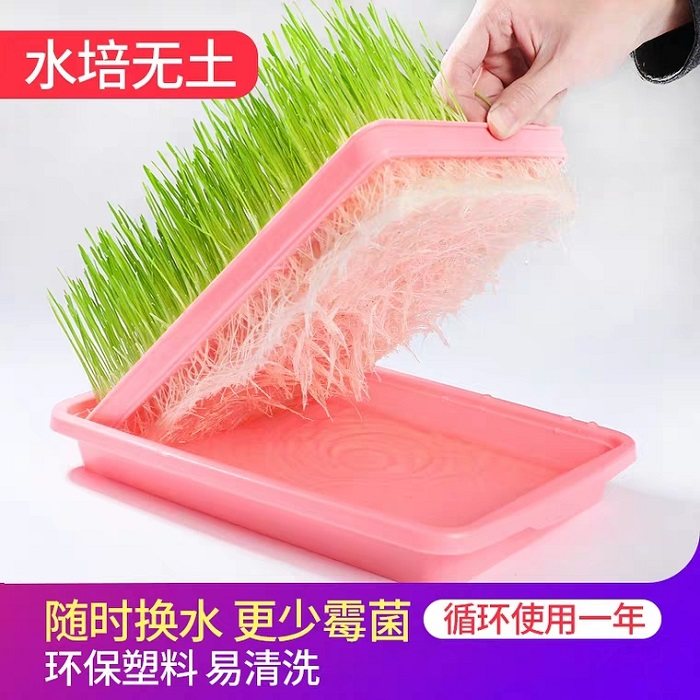 Hydroponic cat grass planting suit cat mint grass potted cat mint powder cat grass seed seed kittens snacking hair