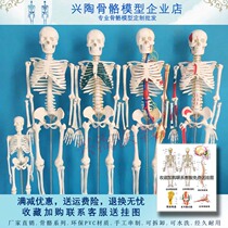 Human Skeletal Model 45 85170c m Medical Fine Arts Yoga Small White Skeleton Teaching Full Body Spine Skeleton