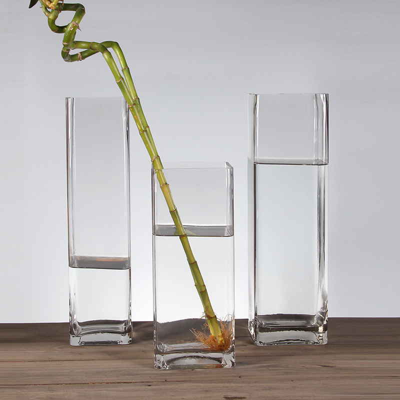 Square mouth glass vase inserted into lucky bamboo transfer bamboo Guanyin bamboo curved bamboo dragon bamboo water bamboo special 30 high 40cm50