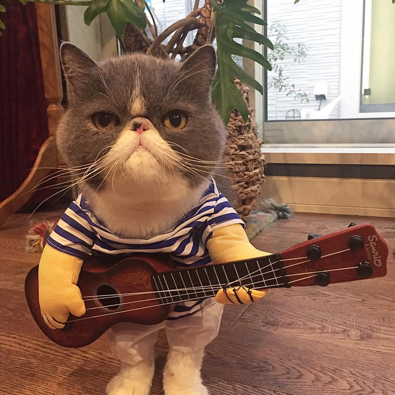 кошачья домашняя одежда