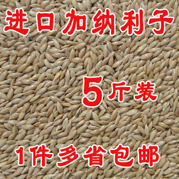 ອາຫານນົກກະທານົກ canary ນໍາເຂົ້າ 5 ປອນ, ເມັດເຂົ້າເປືອກທີ່ມີນ້ໍາມັນ, ເມັດ canary ແຫຼມ, ອາຫານນົກ, ສົ່ງຟຣີ