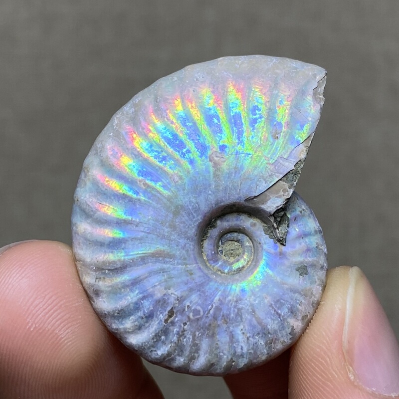 Natural Madagascar Colored Snail Fossil Ornament, Ammonite Science Specimen, Paleontology Fossil Natural Madagascar Colored Snail Fossil Ornament, Ammonite Science Specimen, Paleontology Fossil