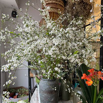 Water bacon branch snowy willow water flowering potted plants fresh saplings hydropony flowers with high branches and branches living room flowers