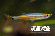 Ornamental fish swimming in fish tank live fish freshwater small fish traffic light fish Baolian light Vietnamese strong tuna native fish