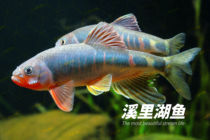 Like high screen lacquer Zhejiang horse mouth 鱲 Native fish Stream cold-water fish Like high screen lac