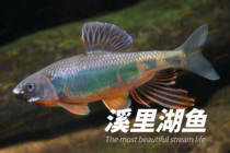 Zhejiang lacquer broad-fin lacquer spine-cheek lacquer native cold water fish horse mouth freshwater fish unheated ornamental fish package live