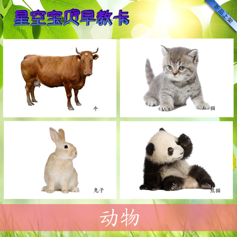 Animal Noun Plastic Card Autism ABA Language Training Card Children Early Creation Card