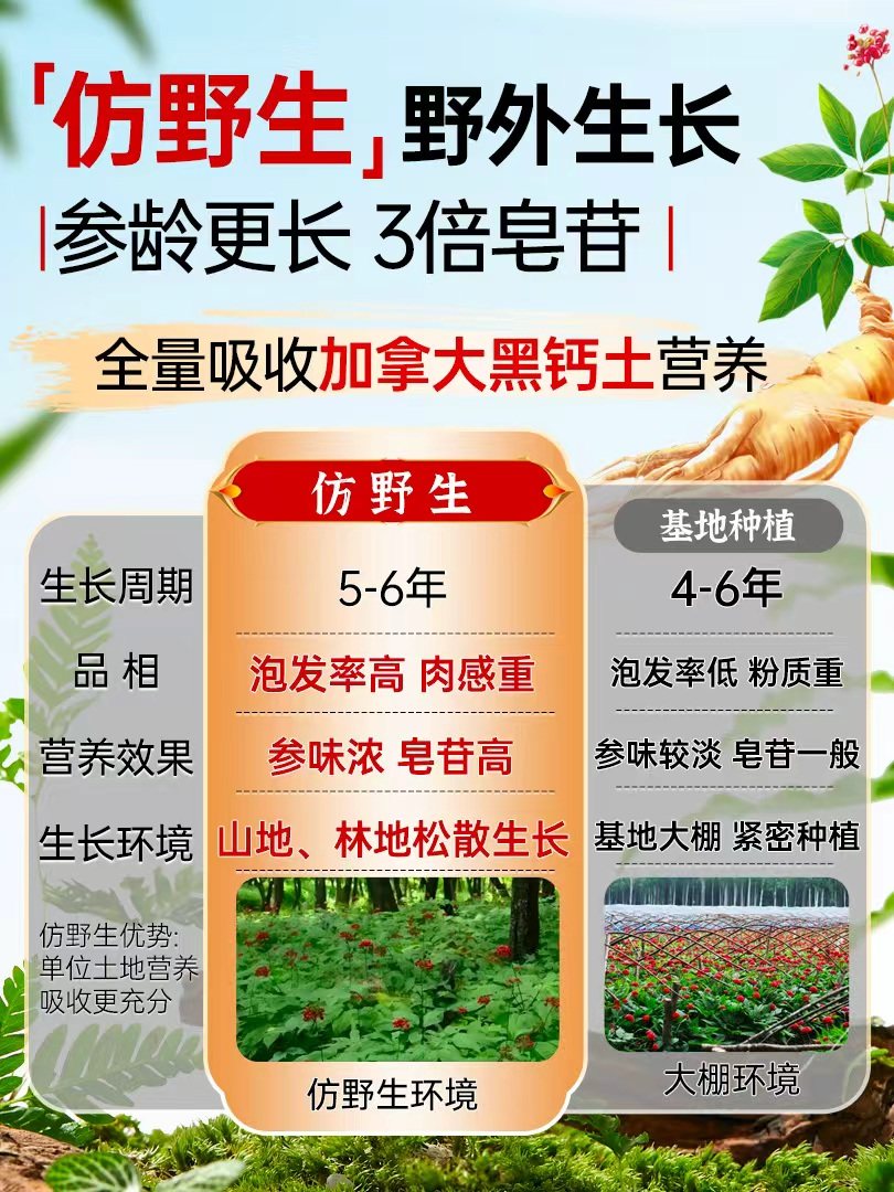 Canadian Imported American Ginseng Slices, Genuine Official Flagship Store, 500g American Ginseng Large Slices Gift Box with Powder