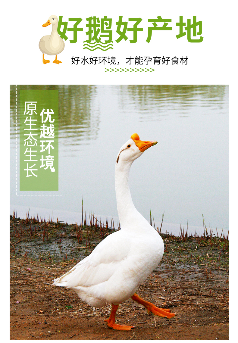 守绿 农家散养土鹅 6斤 活体现杀 图2