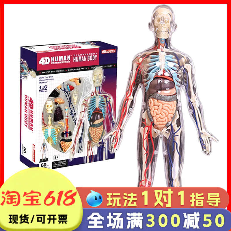 master human body model Latest Best Selling Praise