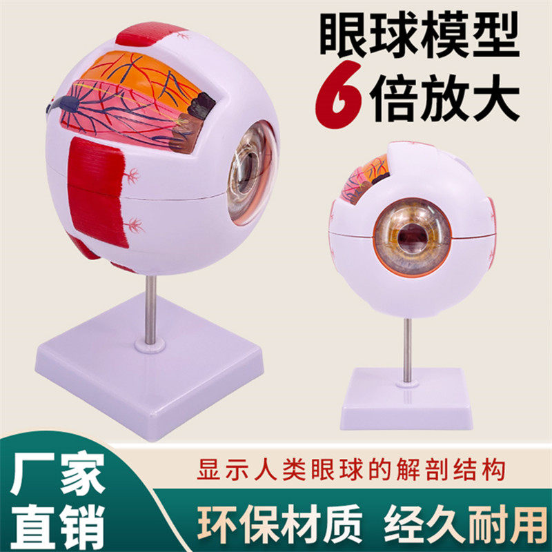 正品高端专业版医学 人体六倍眼球放大解剖模型 眼睛结构五官眼科