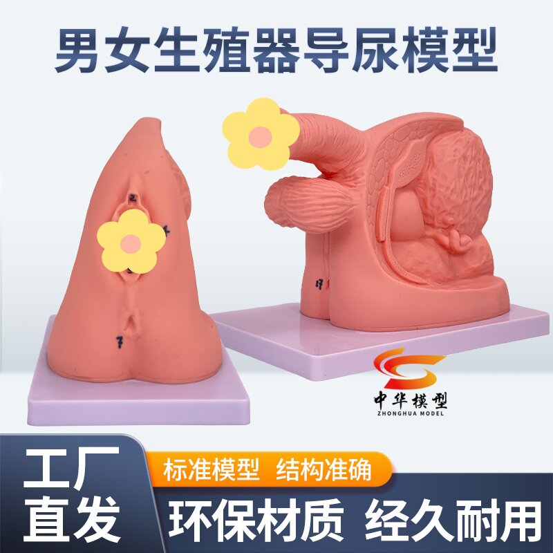 男性内外生殖解剖模型及导尿模具 医学用 人体导尿插管模型教具