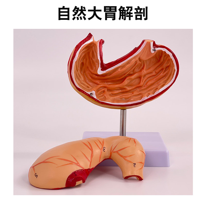 自然大胃模型 人体胃层面食道胃血管神经 内脏器官解剖模型 2部件