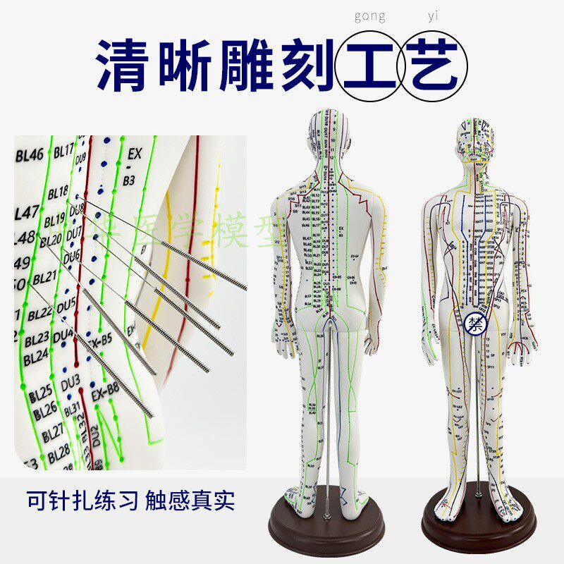 英文代码版人体全身经络穴位模型 高清刻字彩色超清晰中医针灸人