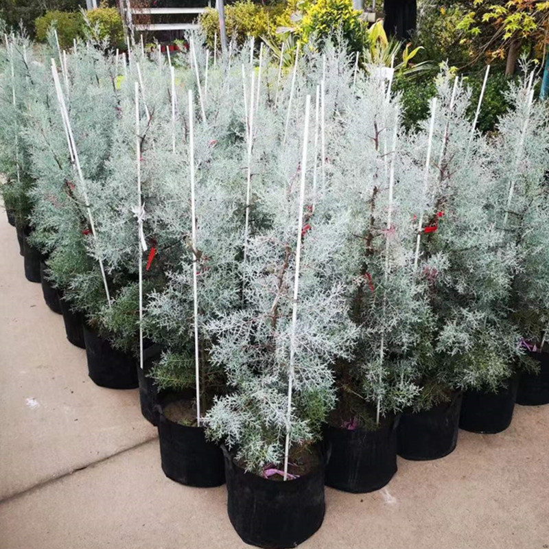 Flower support rod small sapling tomato eggplant glass fiber rod ground spray bracket micro-spray ground plug perch buckle rod