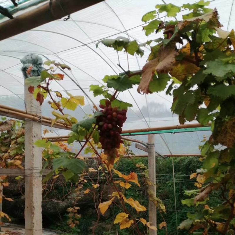 Fiberglass rod rain insulation shade anti-worm shelter stent alkali-free solid high elastic agriculture