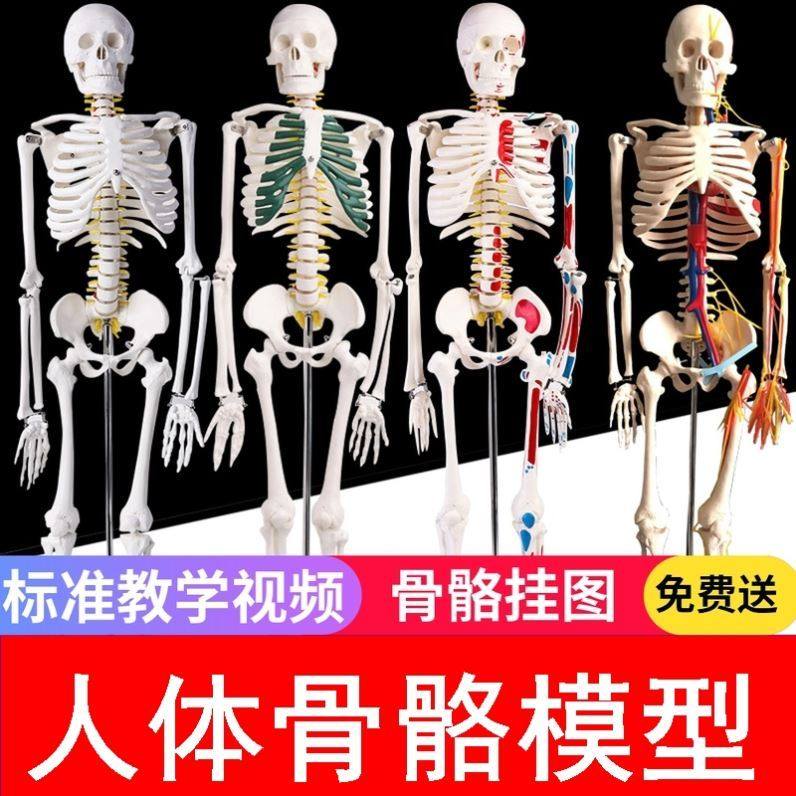 New human skeleton model muscle teaching sculpture crest vertebra small skeleton detachable whole body skeleton frame practice