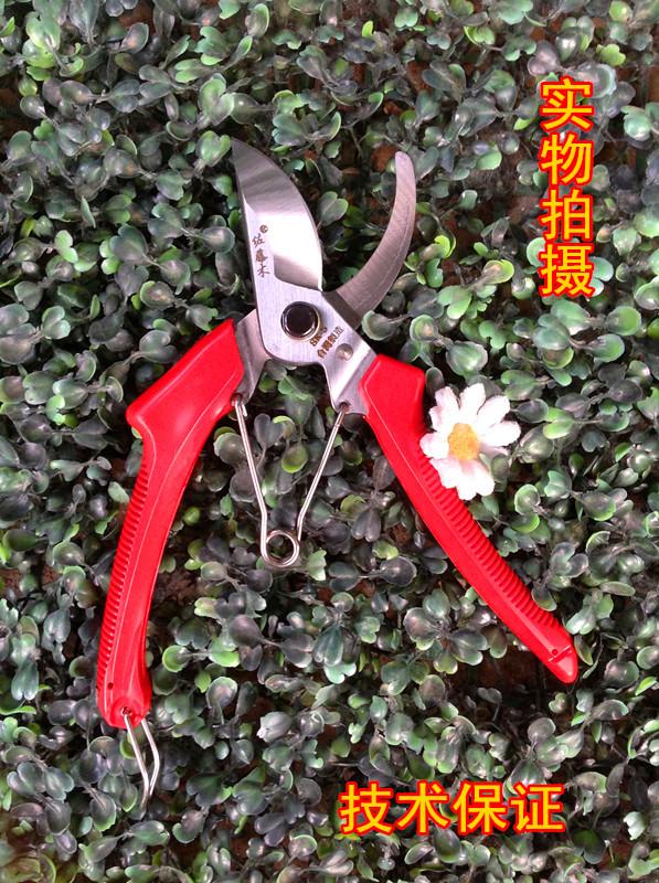 花剪树剪 果树枝剪园林盆景修剪枝 耐用结实 养花园艺工具