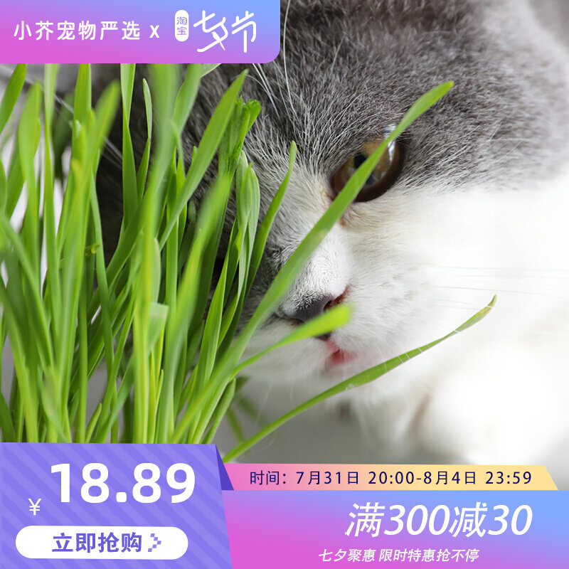 Cat Grass Box Wheat Seed Water Bacon Cat Snacks Potted Hair Cream Go To Mattball Cat Grass Cat Mint Kitty Supplies
