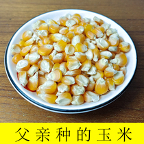 Edible dry corn kernels old varieties of cornmeal porridge soy milk old-fashioned popcorn 5 catties