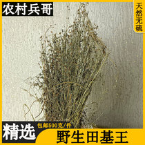 Wild Athleta Key King 500g Ear Grass Yellow Flowers and Grass Tongue Grass Fresh Out of Sulphur Dry Pint Whole Plant Chinese Herbal Medicine