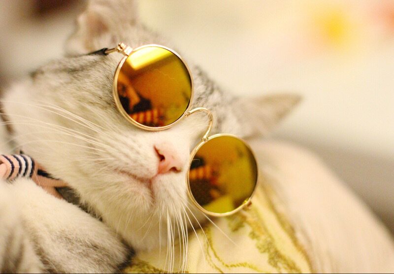 免運 寵物狗狗貓咪墨鏡眼鏡mgxw5769 Yahoo奇摩拍賣