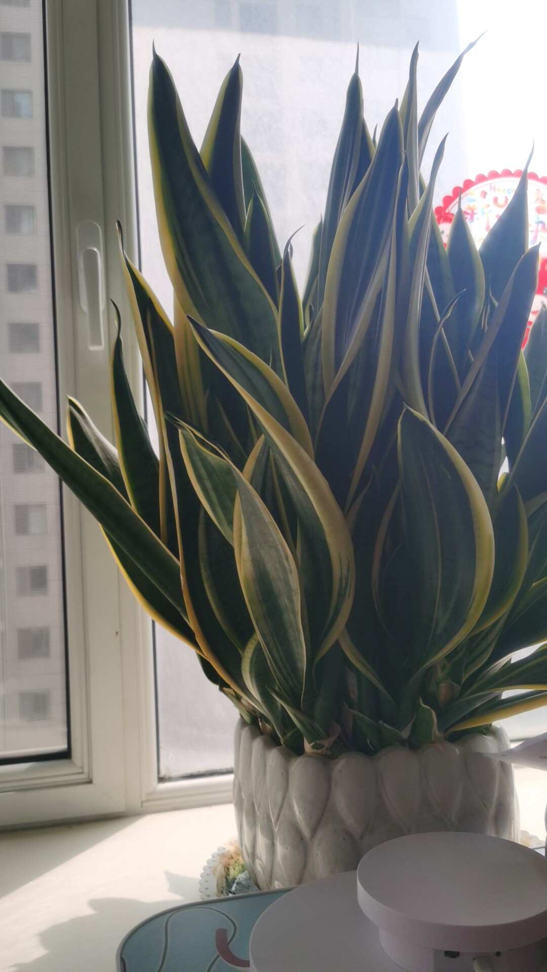 榴棠摩配