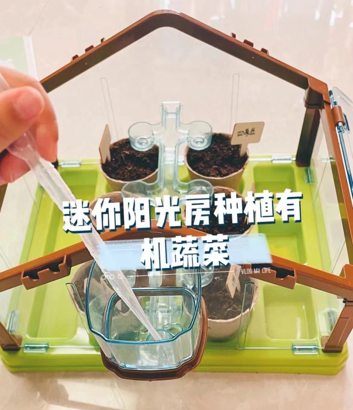 Spring warm flowers open | Cotta duck planting bar Children plant Observation Force Four Seasons Seed planting box